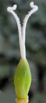  Pistil